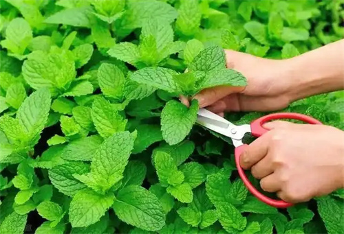 细节介绍