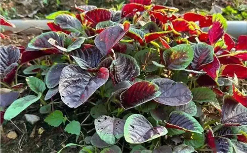 图片细节