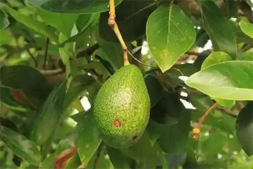 图片细节