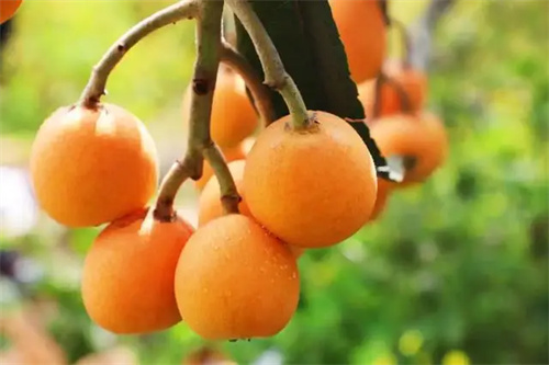 细节介绍